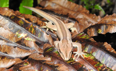 Toropuku inexpectatus