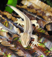 Toropuku inexpectatus