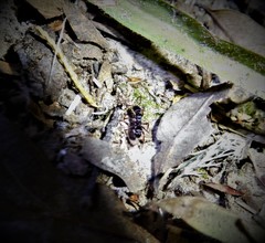 Poneracantha triangularis