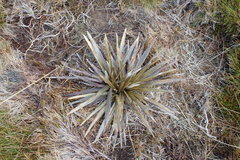 Celmisia armstrongii