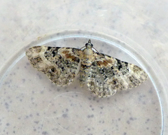 Eupithecia pulchellata