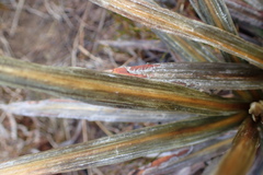 Celmisia armstrongii