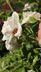 Trichodes bibalteatus