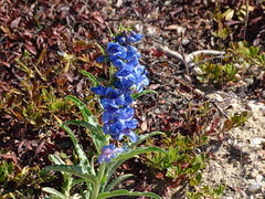 Penstemon glaber
