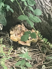 Laetiporus sulphureus