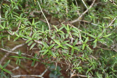 Coprosma pseudocuneata