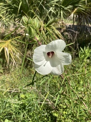 Hibiscus dasycalyx