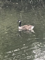 Branta canadensis