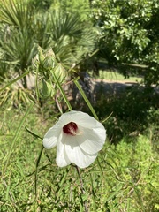 Hibiscus dasycalyx