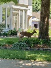 Odocoileus virginianus macrourus