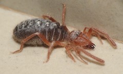 Eremobates hidalgoana