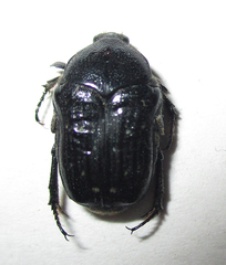 Clinteroides permutans