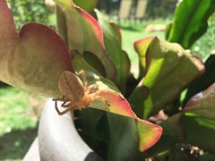 Eriophora edax