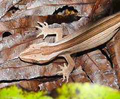 Toropuku inexpectatus
