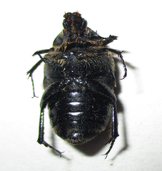 Clinteroides permutans