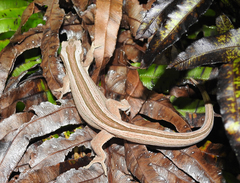 Toropuku inexpectatus