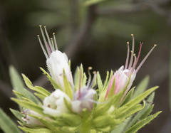Echium aculeatum