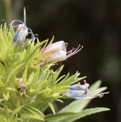 Echium aculeatum