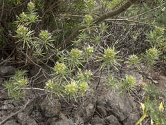 Echium aculeatum