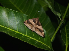 Dysgonia stuposa