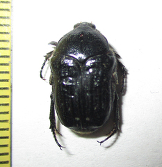 Clinteroides permutans