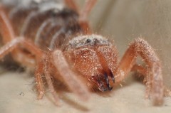 Eremobates hidalgoana