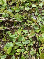 Potamogeton polygonifolius