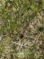 Phyllopertha horticola