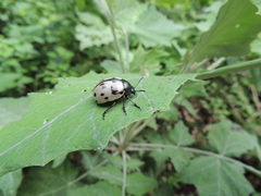 Leptinotarsa lacerata