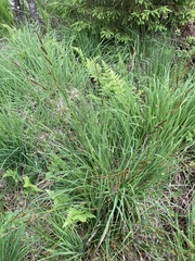 Carex binervis