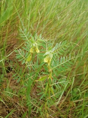 Vicia ciliatula
