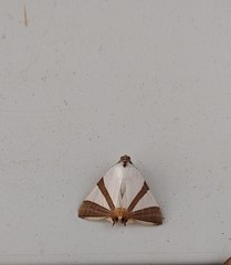 Eulepidotis rectimargo