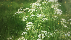 Anthriscus sylvestris