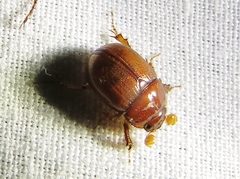 Odonteus