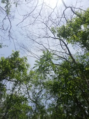 Comocladia macrophylla