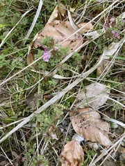 Pedicularis sylvatica