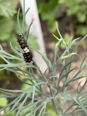Papilio polyxenes