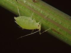 Hyperomyzus lactucae