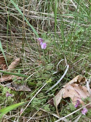 Pedicularis sylvatica