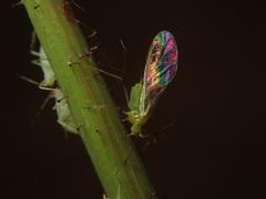 Hyperomyzus lactucae