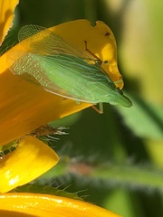 Rhynchomitra microrhina