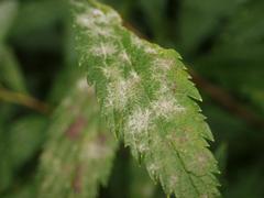 Podosphaera spiraeae