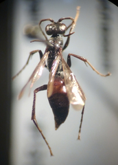 Priocnemis notha notha