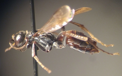 Priocnemis notha notha