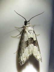 Nigetia formosalis