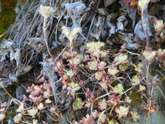Sedum spathulifolium
