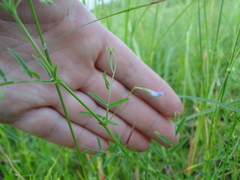 Vicia tetrasperma
