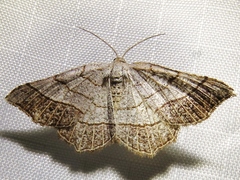 Eumacaria madopata