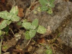 Nepeta racemosa