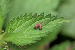 Anthophila fabriciana